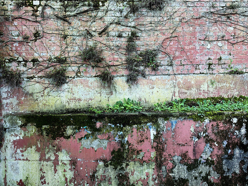 Old pink wall with weeds